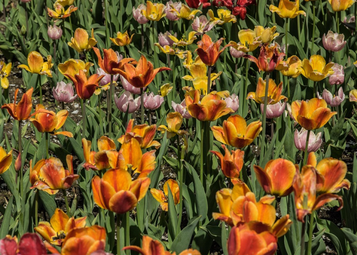 黑龙江新增1例本土确诊黑龙江新增本土确诊11例! 🔹
