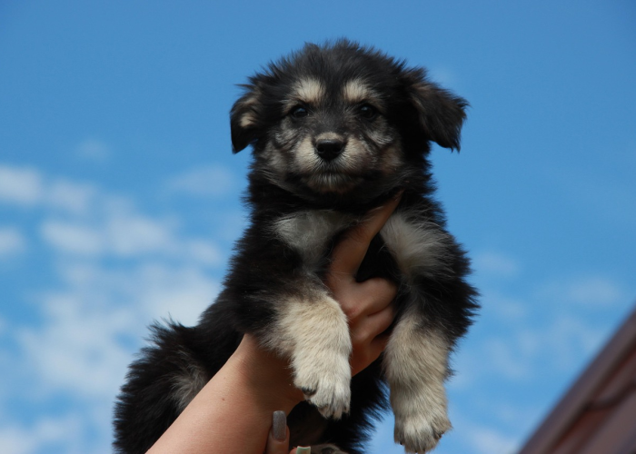 泽连斯基：力求下一轮乌美俄三方会谈带来成果
