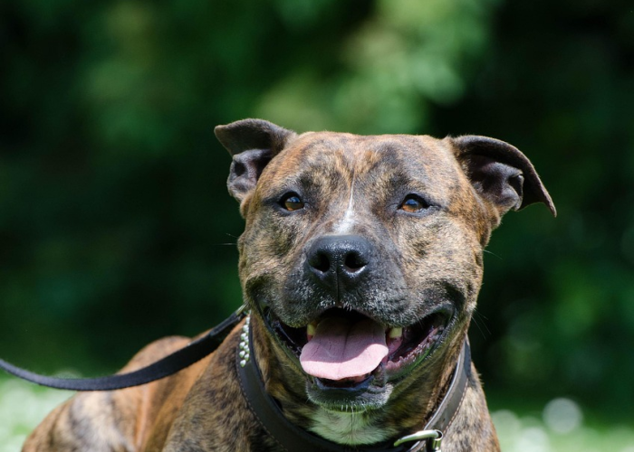 上海发现变异毒株（上海未发现传播力更强变异株—）