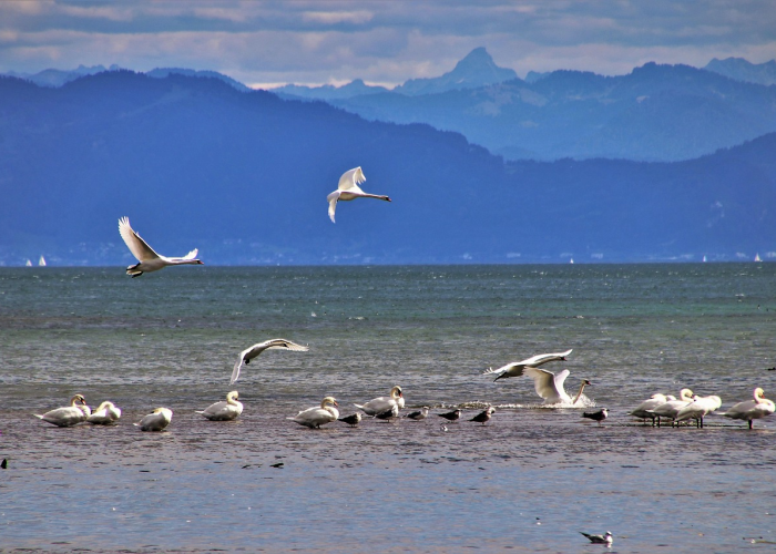 ➰ 广东新增15例本土确诊病例广东新增本土确诊病例15例,新增本土无症状感染者5例