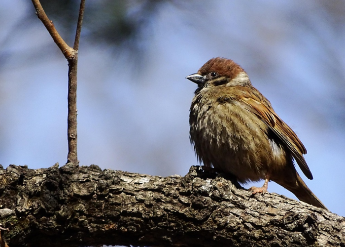 北京增本土5012,北京增本土新冠感染者6例 北京增本土5012,北京增本土新冠感染者6例